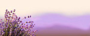 Lavender-Essential-Oil
